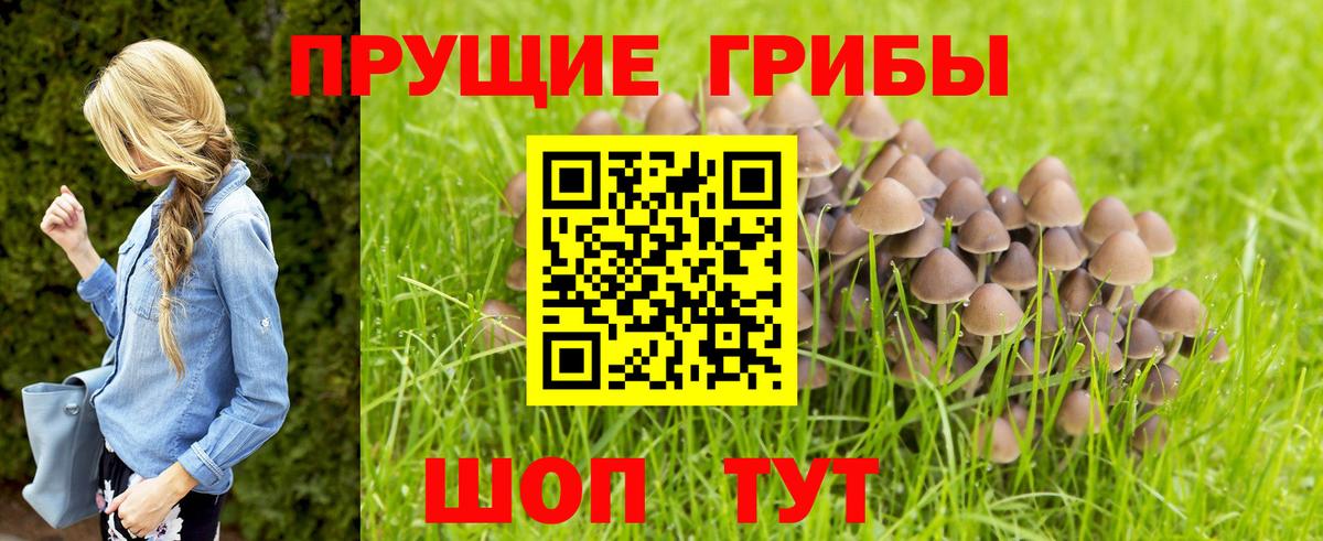 Галлюциногенные грибы Psilocybine cubensis  Красногорск  купить  цена  Псилоцибиновые грибы MAGIC MUSHROOMS 